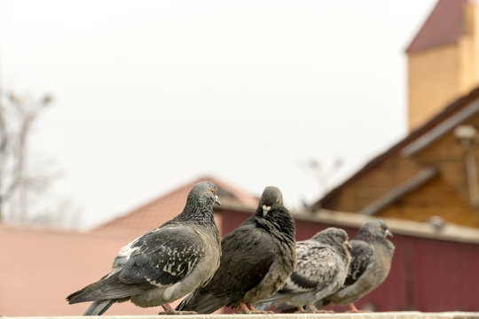 Curious Urban Pigeons