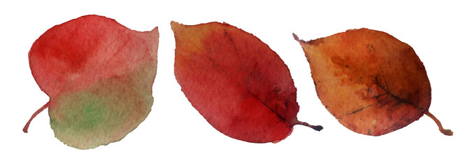 watercolor sketch: a leaf on a white background