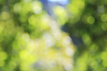 Obraz premium Natural outdoors bokeh background in green and yellow tones bright, beautiful