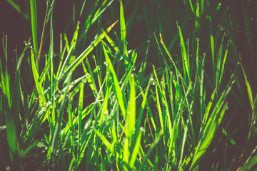 Morning Grass Macro Retro