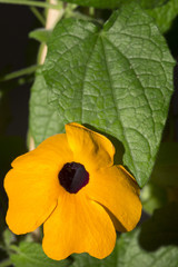 Schwarzäugige Susanne (Thunbergia alata)