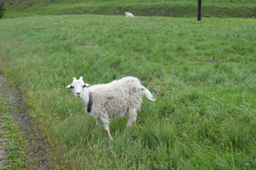 Obraz premium козлиная ферма