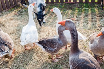 Group of white and gray geese in a barton