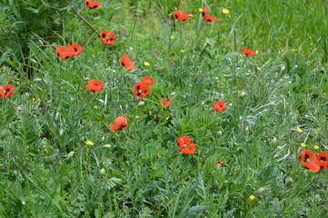 поле с маками