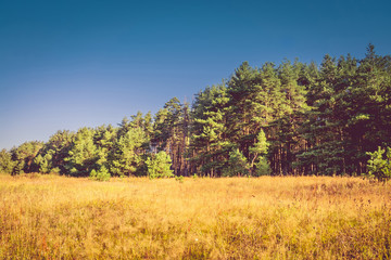 Fototapeta premium Morning in the Pine Forest Filtered