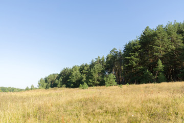 Morning in the Pine Forest