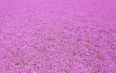 Fototapeta premium Background of beautiful pink moss in summer