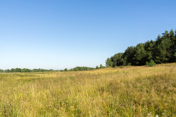 Morning in the Pine Forest