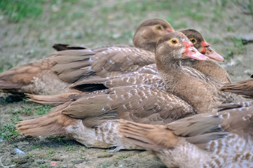 Стая уток лежит на земле