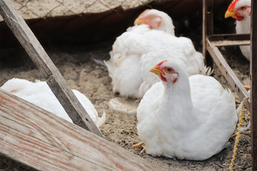 Белые курицы во дворе