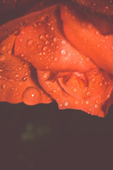 Orange Rose with Droplets Macro Retro