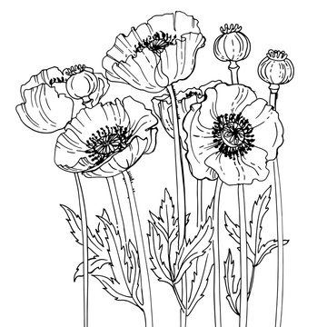 Poppies line drawn on a white background. Flower composition. Summer flowers.