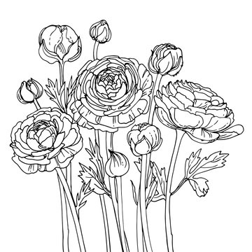 Garden buttercups. Ranunculus. Garden flowers painted line on a white background. Vector sketch of summer flowers.