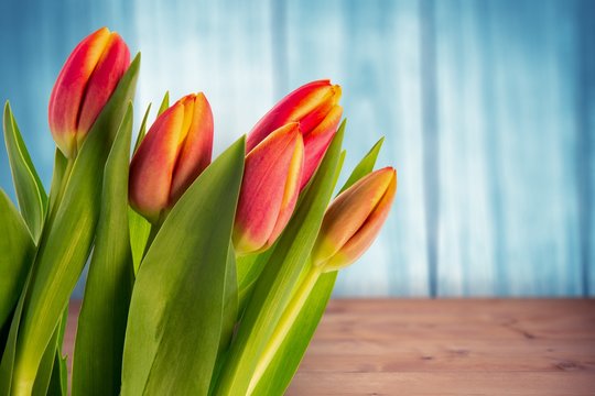 Composite image of tulip