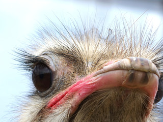 Nahaufnahmeporträt eines einzelnen Straußes Struthio Camelus