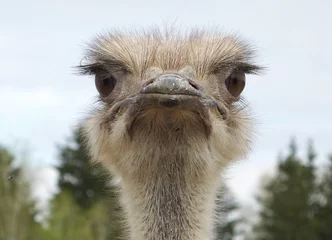 Crédence de cuisine en verre imprimé Autruche Close-up portrait of a single ostrich Struthio camelus