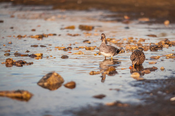ducks at  Baltic sea