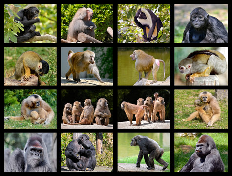 Sixteen mosaic photos of monkey