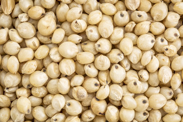 sorghum grain background