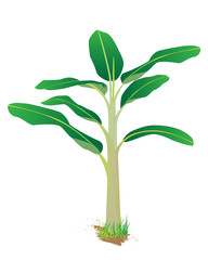 banana plant vector design