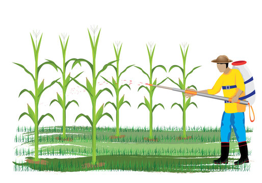agriculturist sprays corn plant vector design