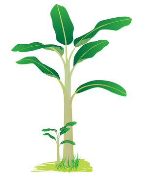 banana plant vector design