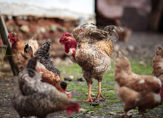Rooster and hens