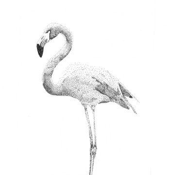 Flamand rose