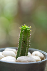 cactus closeup