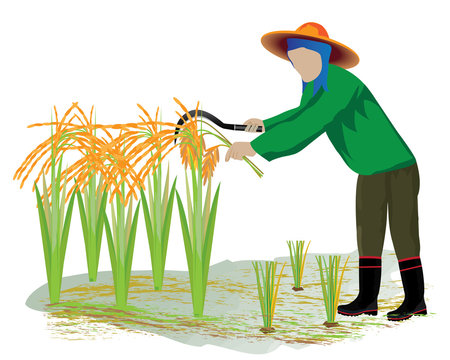 agriculturist harvest rice vector design