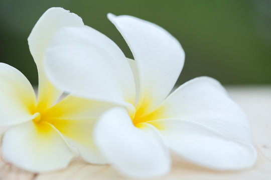 frangipani flower