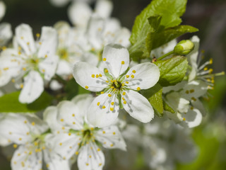 Blossom of cherry tree with bokeh background close-up, selective focus, shallow DOF