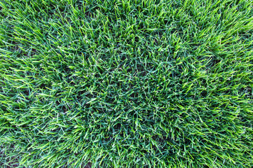 Grass texture