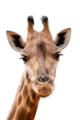 Foto op Aluminium Giraf giraf hoofd gezicht