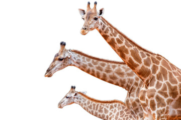 giraffe head face isolated