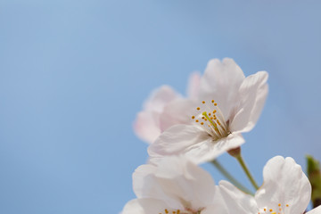 サクラ　ソメイヨシノ