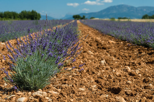 Detail view of lavender field in France. Selective focus. Horizontal.