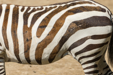 Detail view of zebras stripes.