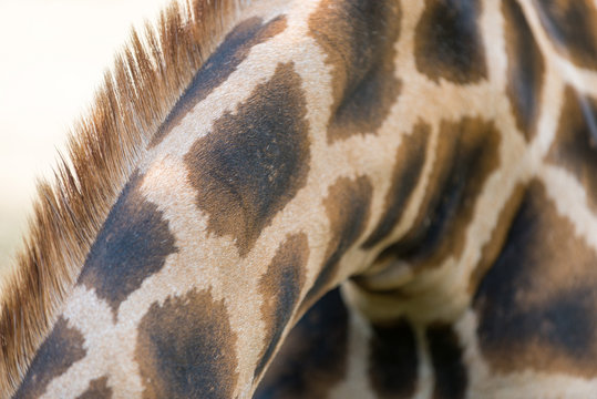 Detail view of giraffe skin with typical pattern.