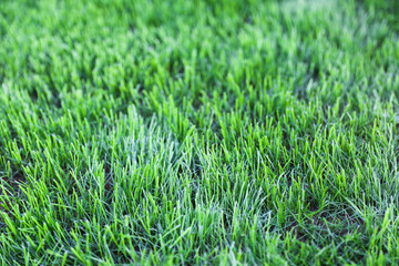 Grass texture