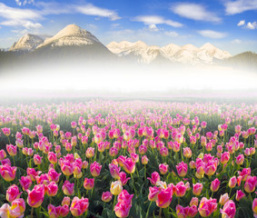Fototapeta premium Tulips in the Carpathian region