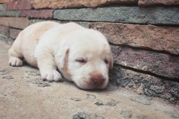 Labrador puppy dog