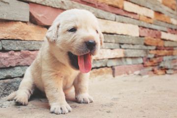 Obraz premium Labrador puppy dog