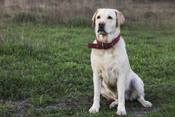dog breed Labrador