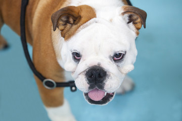 Fototapeta premium British Bulldog closeup portrait