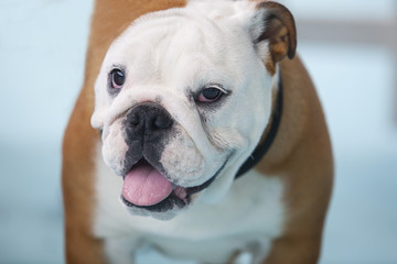 British Bulldog closeup portrait