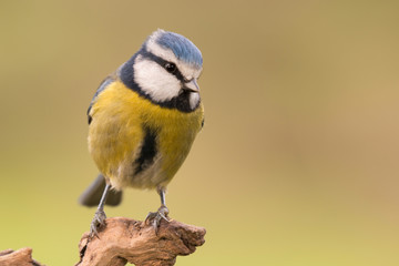 Nice tit with blue head