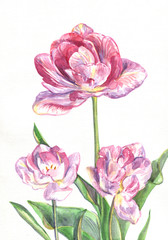 Beautiful pink flowers tulips on a white background. Painting watercolor
