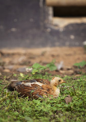 Young chicken lying in the garden
