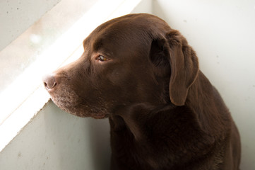  Dog looking out of balcony. 